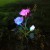 White Rose With Rainbow Light 